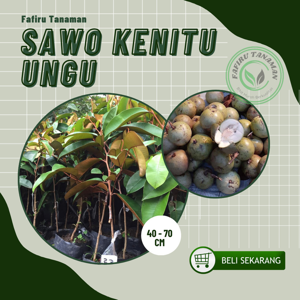 BIBIT SAWO KENITU UNGU SUPER (SAWO DUREN)
