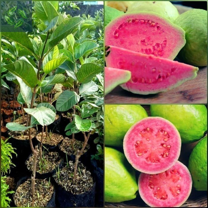 Pohon Buah Jambu Merah Biji, Tanaman Buah Dalam Pot