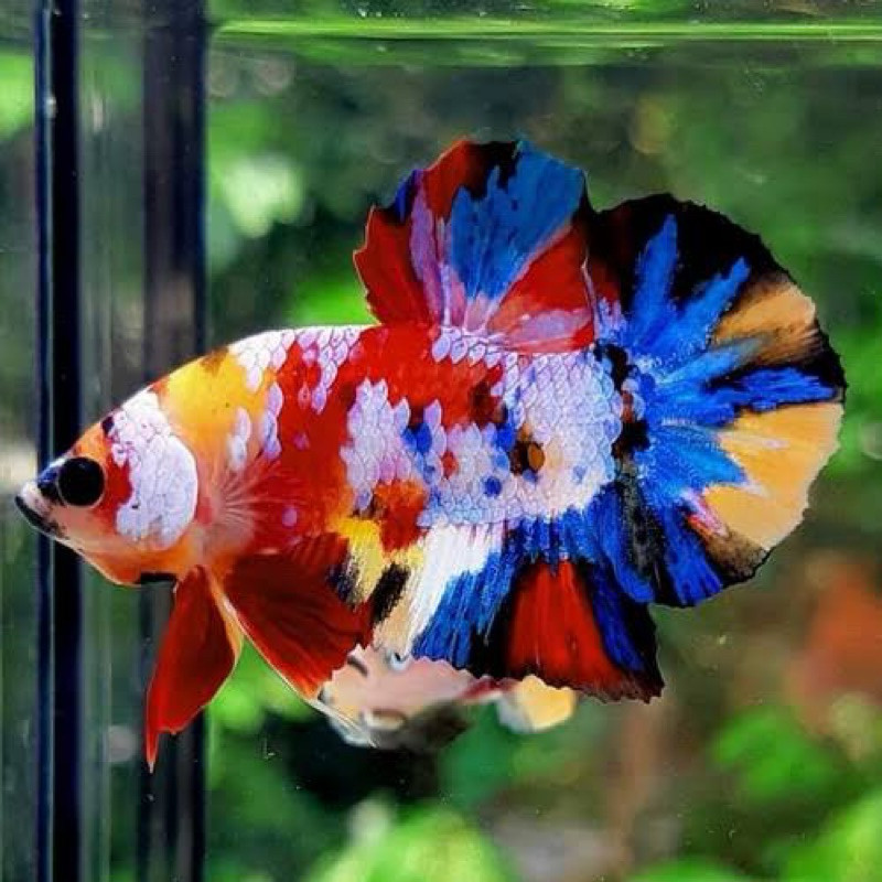 PAKAN+ bettafish cupang plakat nemo multi galaxy