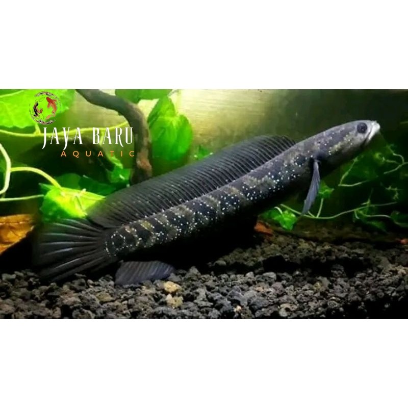 Pemanis aquarium asiatica ws pure GONDRONG 16-17CM full mutiara singel tank mate