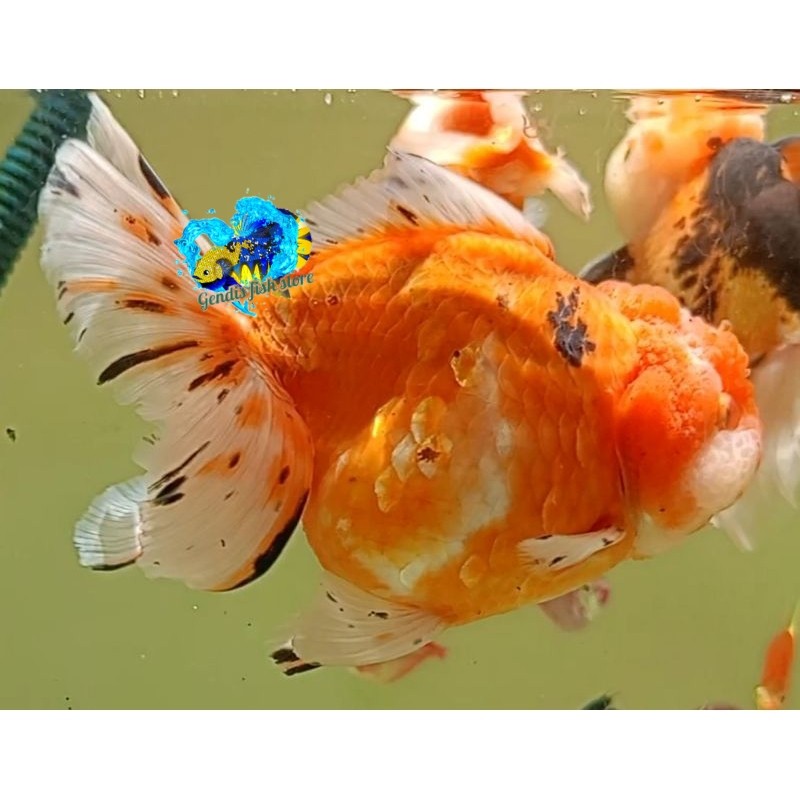Perlengkapan aquarium IKAN KOKI GOLDFISH ORANDA 10 - 13 CM high quality