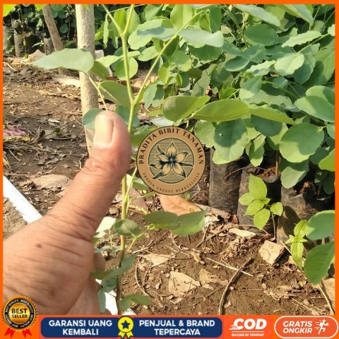 Bibit Tanaman Pohon Sonokeling, Kayu Sonokeling Bibit Tanaman Super Unggul PRADITA BIBIT TANAMAN