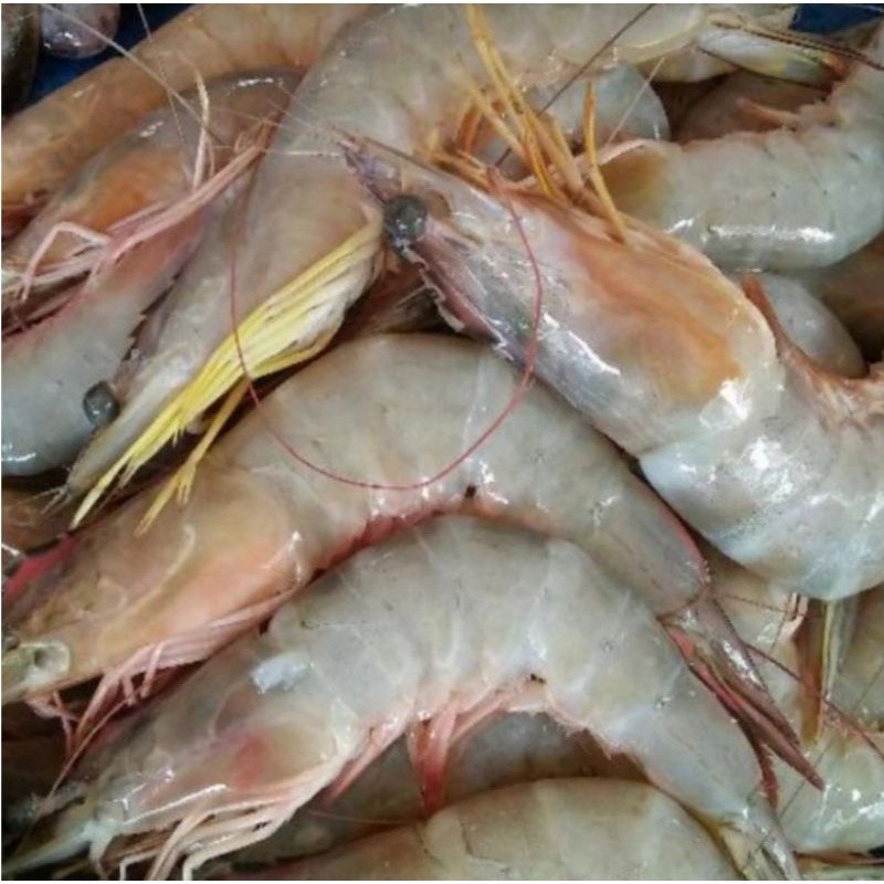 

TERMURAH Udang Kelong Ukuran Sedang Segar 250gr - 1kg / Udang Kelong Segar | Sayur online - BEST Fresh Food