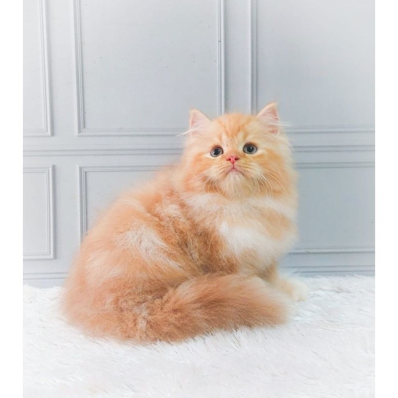 kucing persia Kitten/munchkin/Himalaya