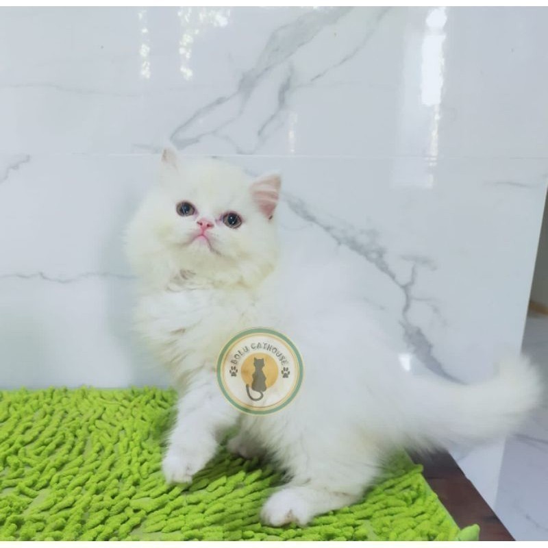 kucing persia flatnose whitesolid munchkin