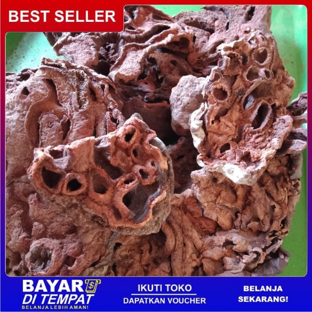 

OMH Terlaris Ts Murah [ 250 gram ] sarang semut papua