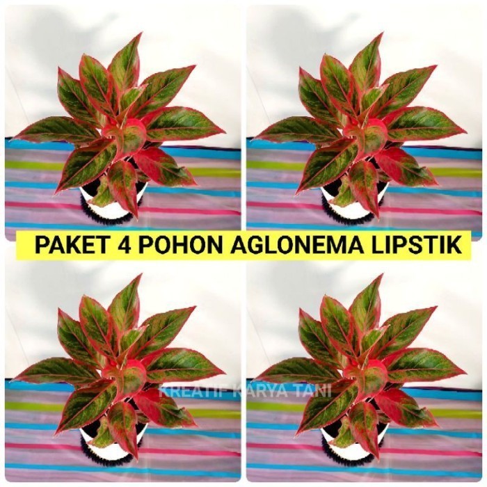 PROMO Paket 4 aglonema lipstik - Paket hemat aglonema lipstik