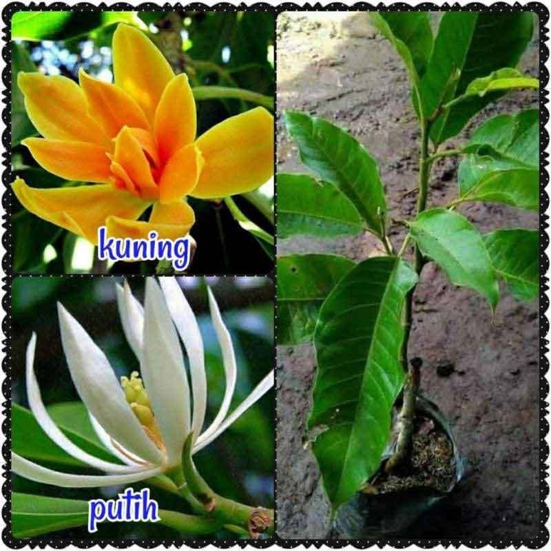 Tanaman Hias Bunga Kantil - BIBIT TANAMAN BUNGA KANTIL - SUPER LANGKA
