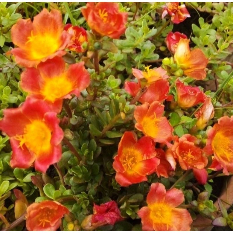 Tanaman Hias Krokot Duna sudah berbunga Cantik murah steril