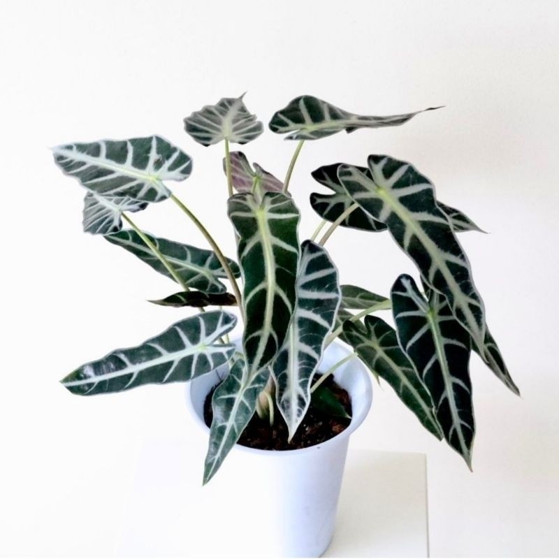 tanaman hias alocasia bambino pohon alocasia bambino keladi bambino
