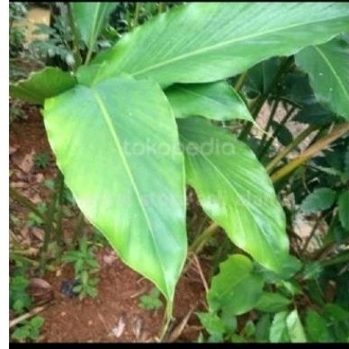 

daun kapol sgar 50 lmbar daun kapol herbal alami