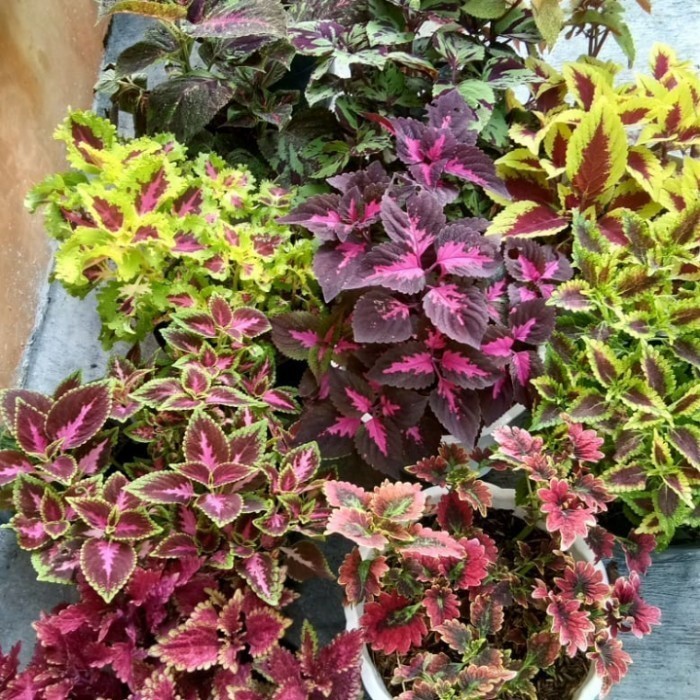 

tanaman miana paket 5 jenis warna sudah berakar . .