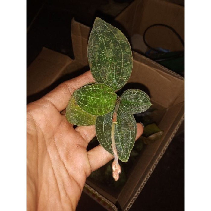 

silahkan jewel orchid macodes petolla-jewel ki aksara hijau
