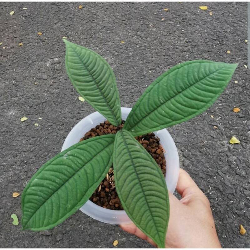 jambu papua hambali syzygium jiewhoi - Anugrah Megah