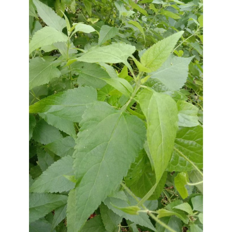 

Terbaik daun kirinyuh segar 600 g