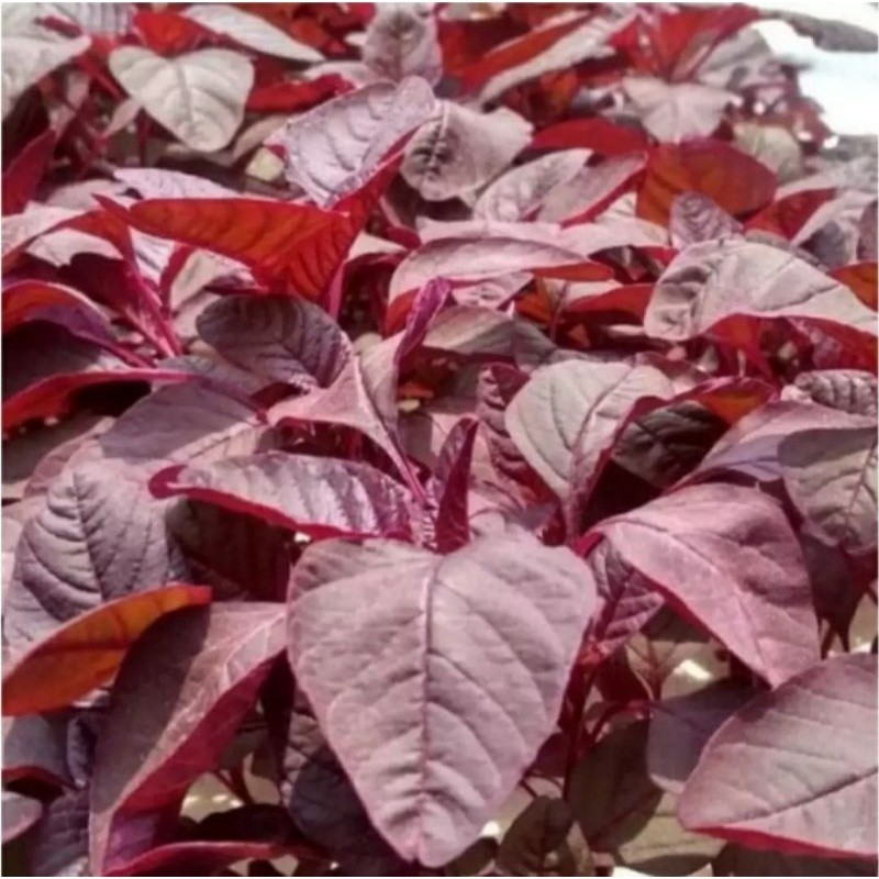 1000± Biji - Benih Bayam Merah Benih Bayam merah cabut