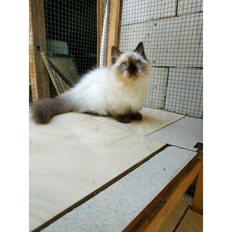 DISKON kucing munchkin ragdoll himalaya