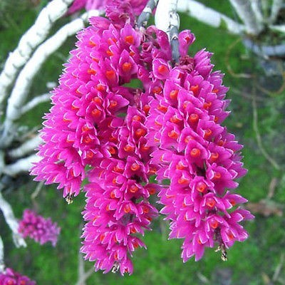 Anggrek Secundum dendro Spesies Sikat Gigi