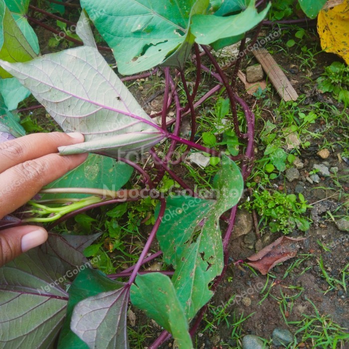 NEW bibit tanaman ubi ungu super /bibit ubi ungu murah 250gram ...