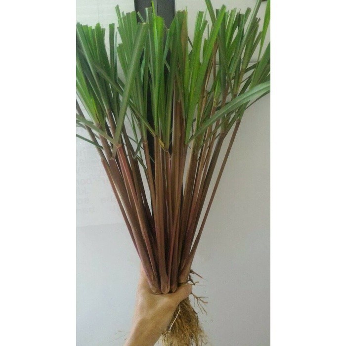 

Baru SEREH WANGI SEGAR 500 GRAM SERAI MERAH LANANG HERBAL BERKHASIAT