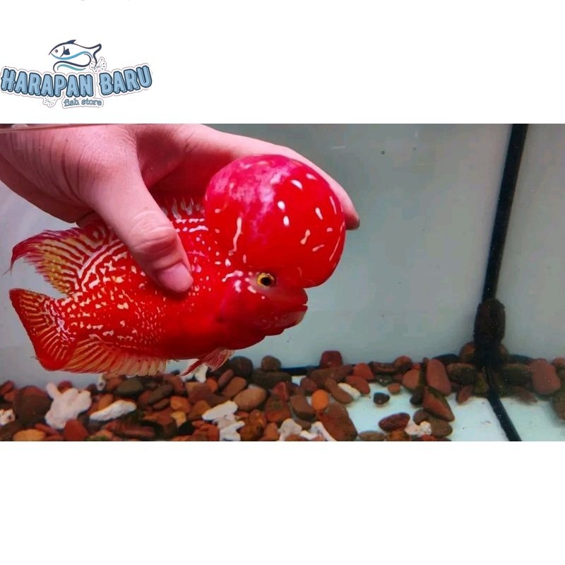 Pemanis akuarium Burayak Louhan Kamfa F2SemiClasic Gen Ori thailand Bisa cod