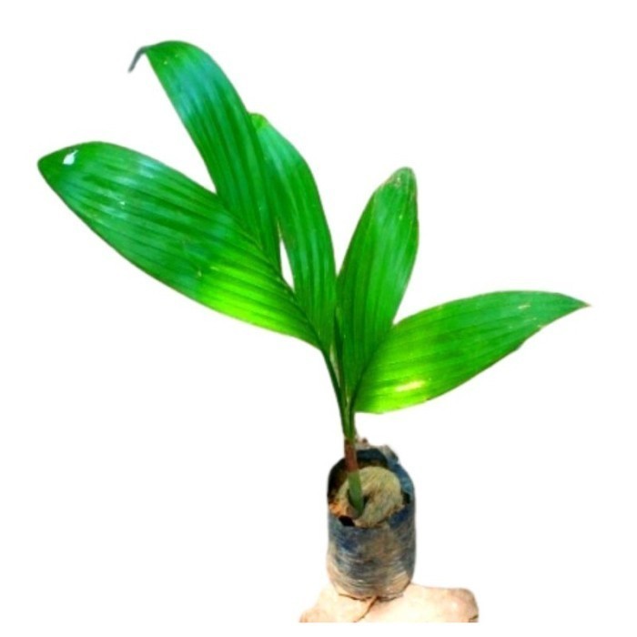 bibit pohon pinang hibrida