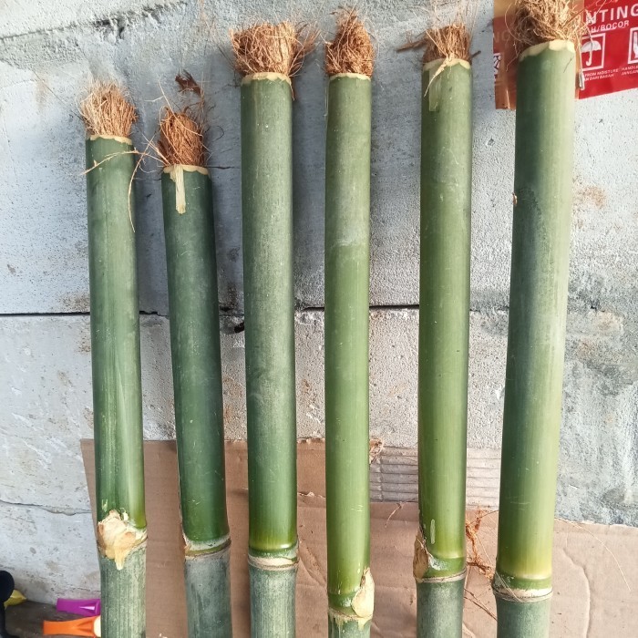 obor bambu tradisional dipegang.