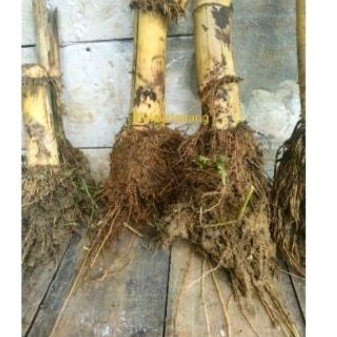 bongol bambu kuning jumbo bibit bambu kuning