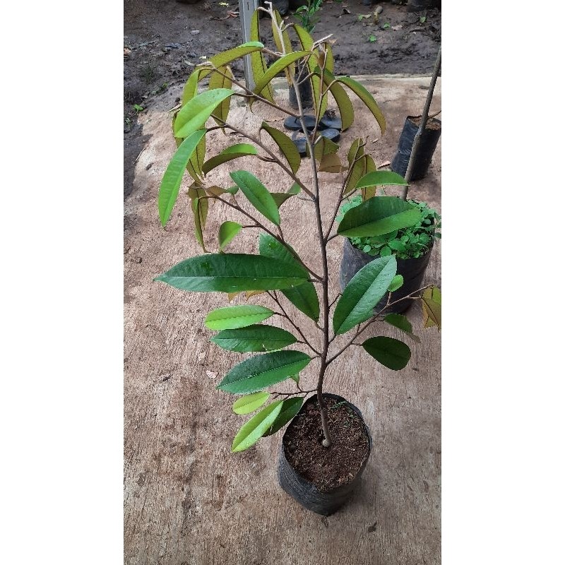 Bibit Durian Duri Hitam 1 METER RIMBUN