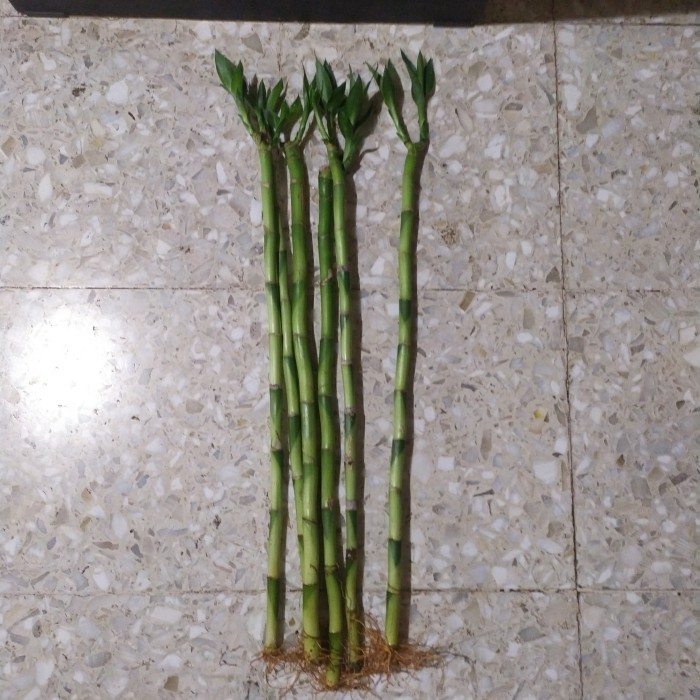 

bambu hoki batangan 50 cm