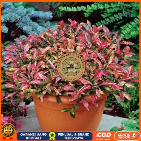 Tanaman Hias Indoor Krokot Merah Bibit Tanaman Super Unggul PRADITA BIBIT TANAMAN