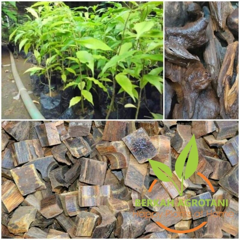 Bibit Tanaman Pohon Gaharu malacencis  Asli Super Tanaman Hutan Super Unggulan