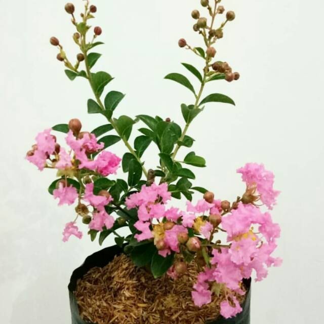 Tanaman sakura bungur lokal pink - sakura pink