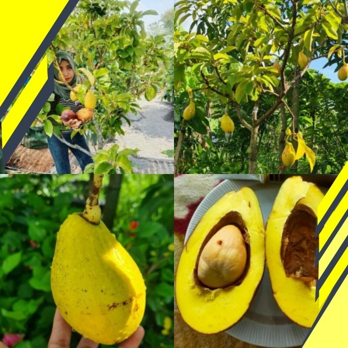 Fresshh Bibit Alpukat Yellow Vietnam Unggul Batang Entres Warna Kuning