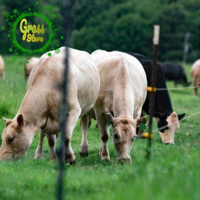 PEROMO Bibit Rumput pakan Ternak  500g - benih rumput pakan ternak Rumput Hidup