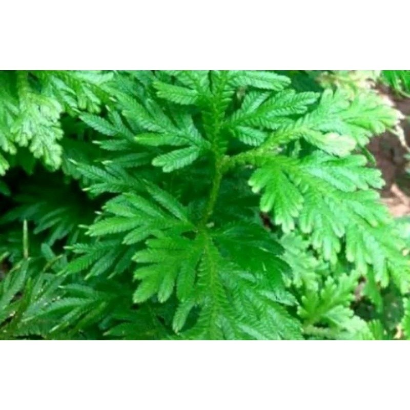 

daun herbal cakar ayam segar fresh,per 1kg ready stok