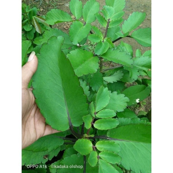 

promo BISA COD DAUN COCOR BEBEK 250 OBAT HERBAL SEGALA PENYAKIT DAUN BUNTIRIS SWGAR OBAT HERBAL ALAMI ready