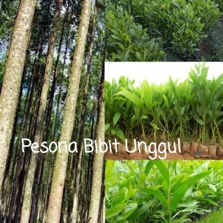 Bibit Pohon Akasia Mangium | Bibit Kayu Akasia Mangium Genjah