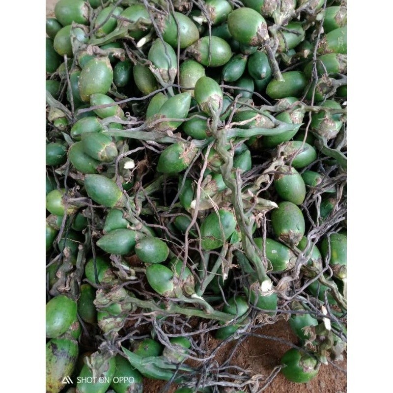 

COD buah pinang muda per 1 kg buah jame muda fresh kang store ready