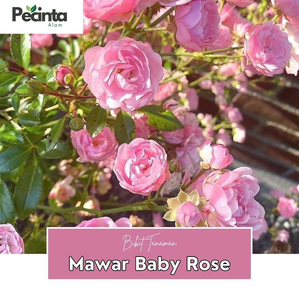 Bibit Mawar Baby Rose Tanaman Bunga Hidup