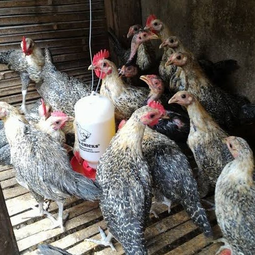 Telur ayam arab fertil siap ditetaskan - AYAM ARAB