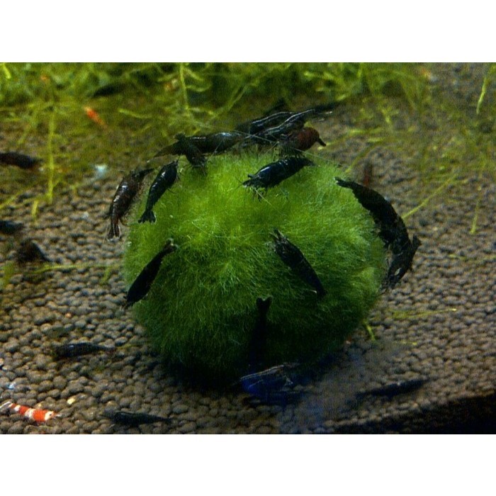 Paket Tanaman Udang Black Choco 10 Hias Aquascape