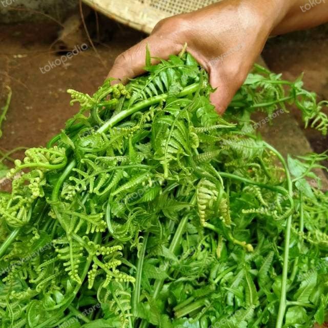 

pakis muda atau pakis sayur bahan tumisan - 100 gram