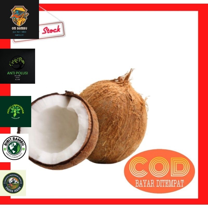 

BUAH KELAPA TUA SUPER|KELAPA TUA