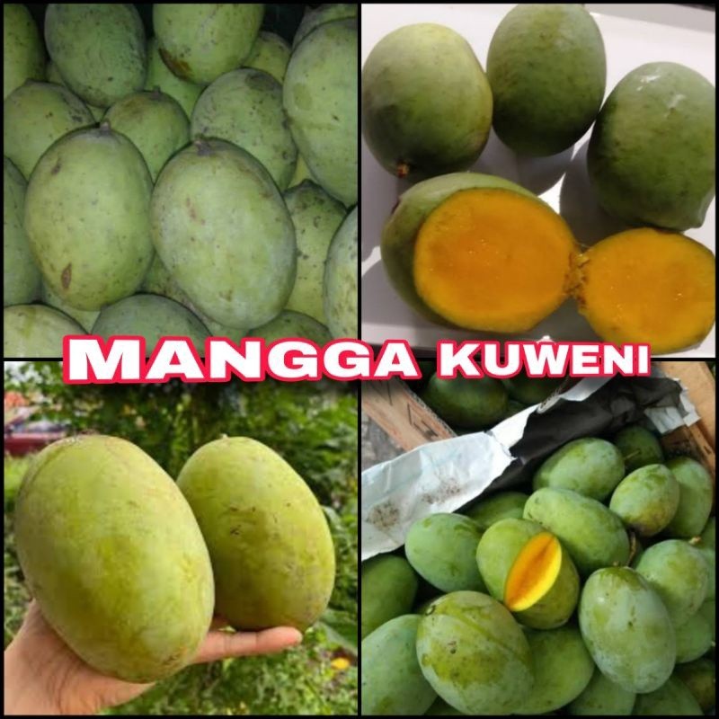 Bibit Mangga Kweni
