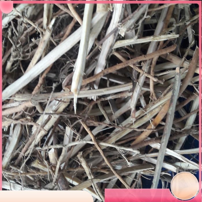 

akar pinang kering 100 gram Kualitas Terbaik