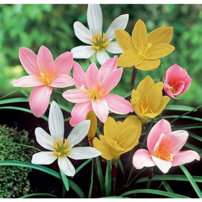 PROMO MURAH UMBI BUNGA HUJAN LILI 1 PAKET 3 WARNA -TANAMAN HIAS