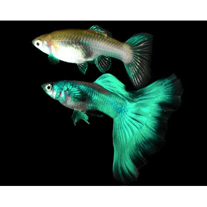 Guppy Green Moscow / Ikan Hias Air Tawar