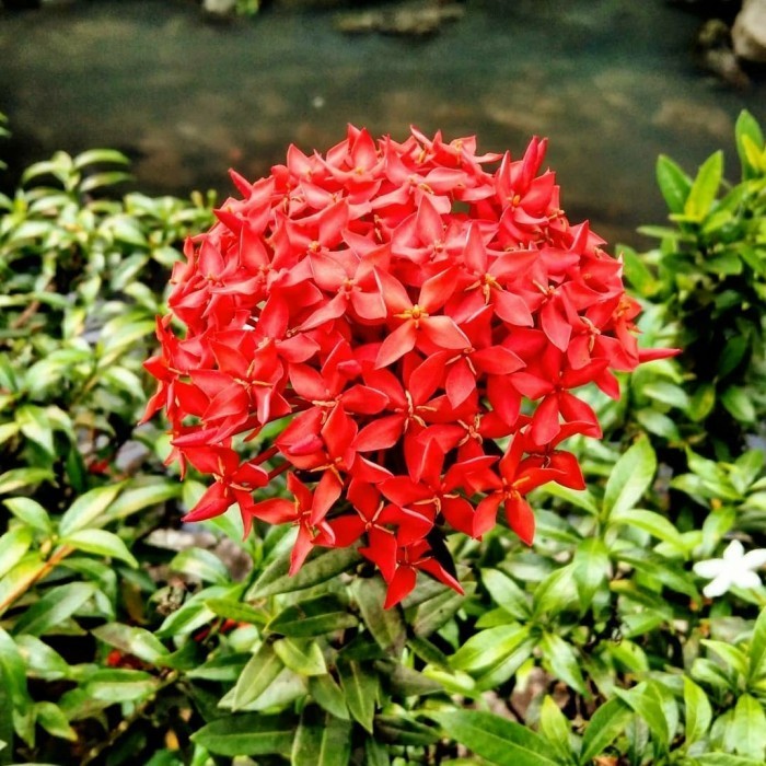 Bibit Bunga Asoka Petet-Bibit Tanaman Hias Asoka Merah-Bunga Asoka