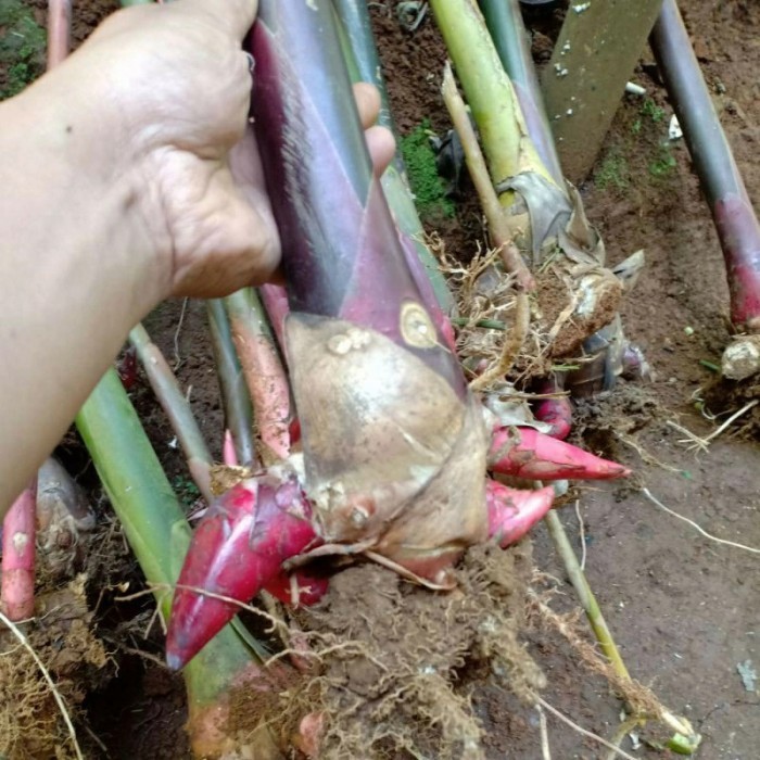 

Bibit kecombarng merah langak